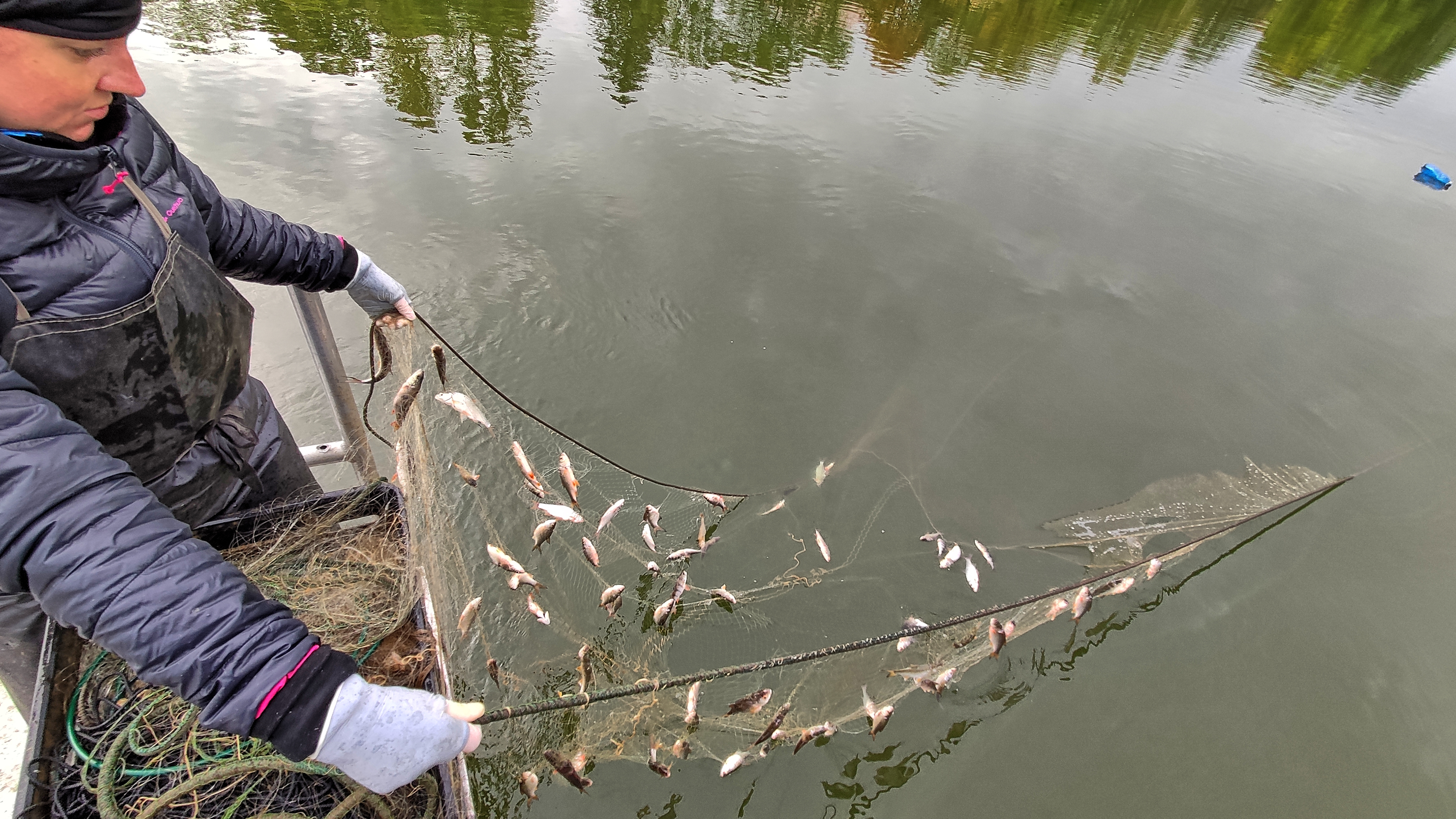 gillnetting