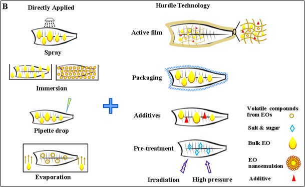 Hlavní studované metody aplikace esenciálních olejů na chlazené ryby
